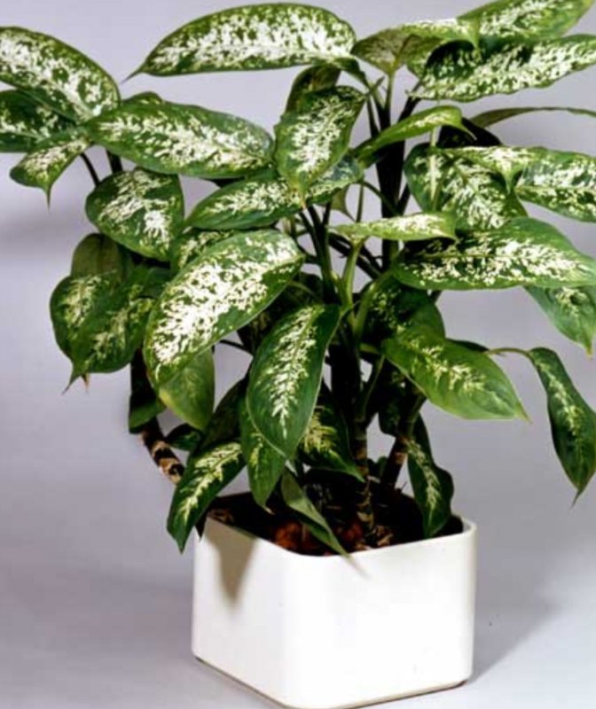 Комнатные растения Chinese Evergreen