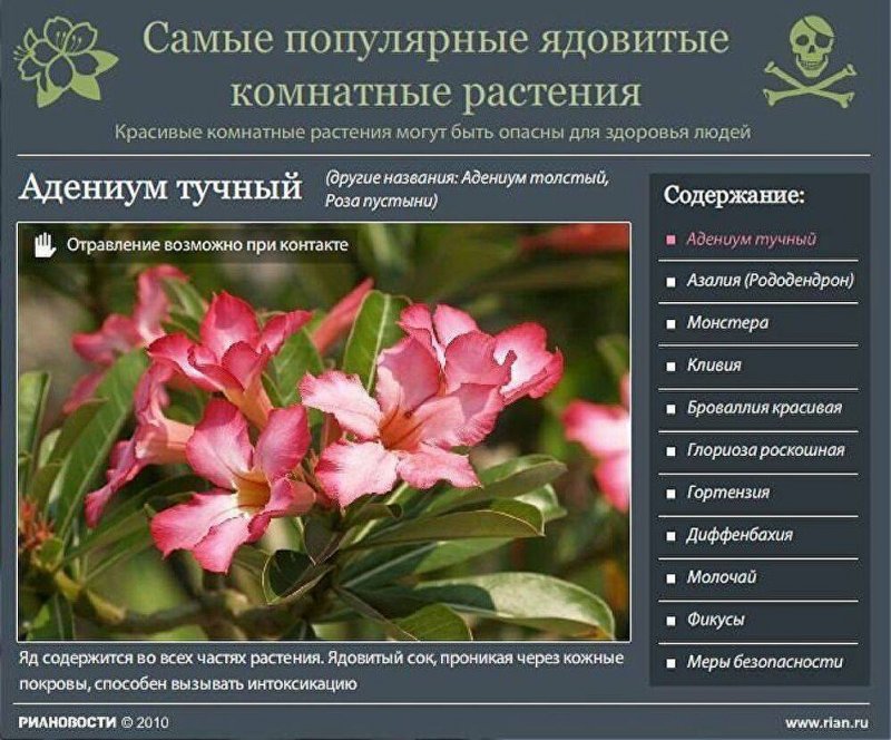 Самые распространенные ядовитые комнатные растения