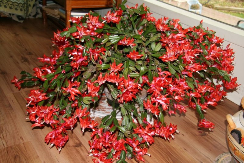 Рождественник красный