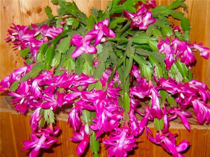 Рождественник цветение