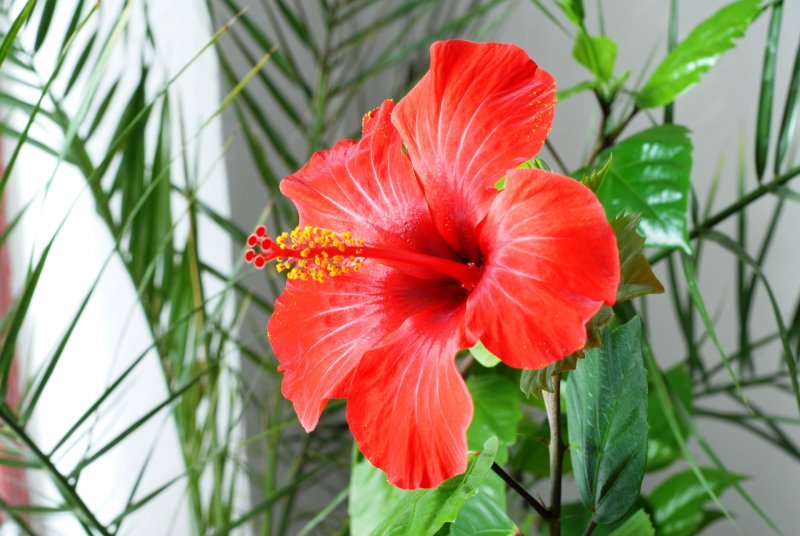 Китайская роза (Hibiscus Rosa-sinensis)
