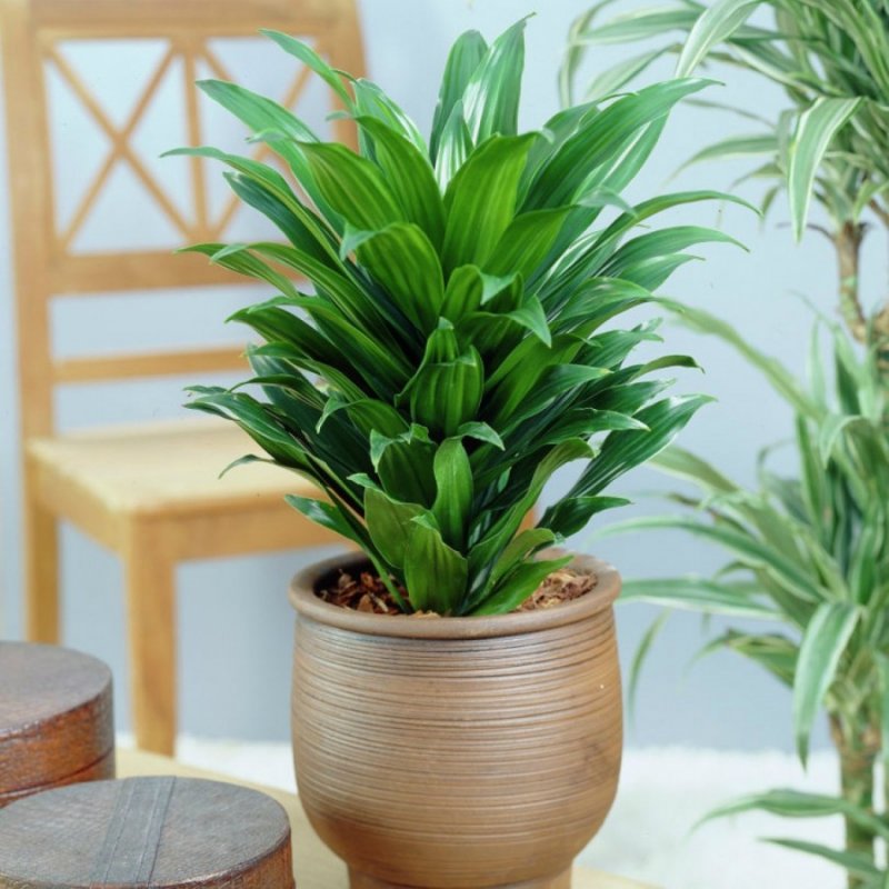Драцена деремская Dracaena Deremensis