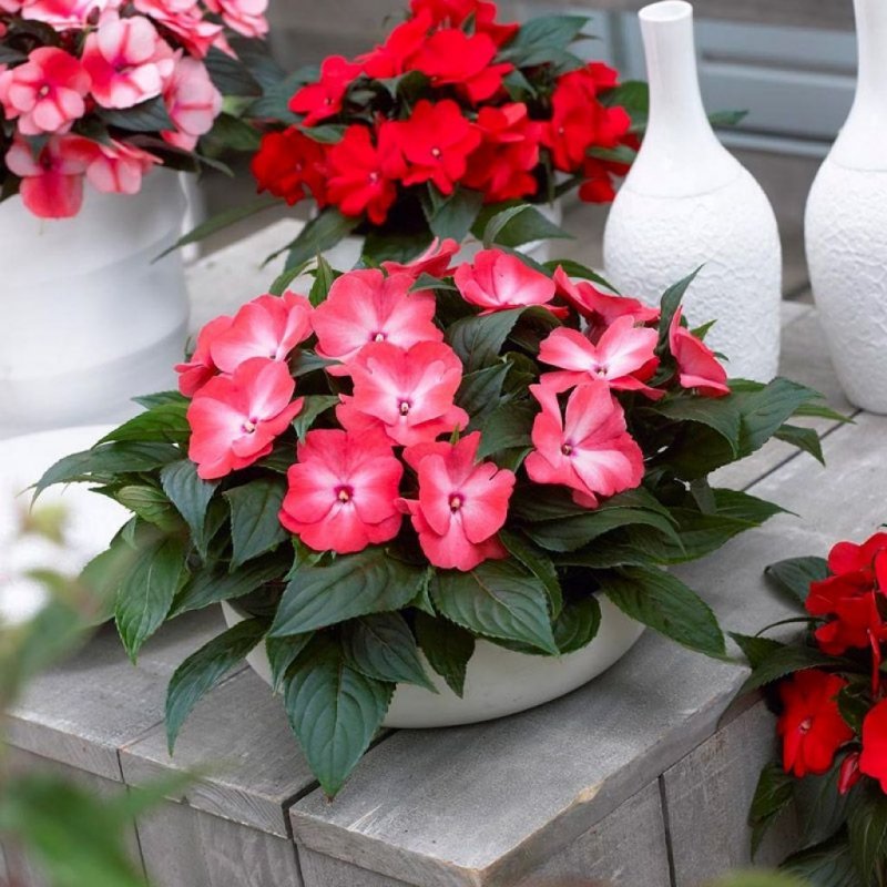 Бальзамин Impatiens
