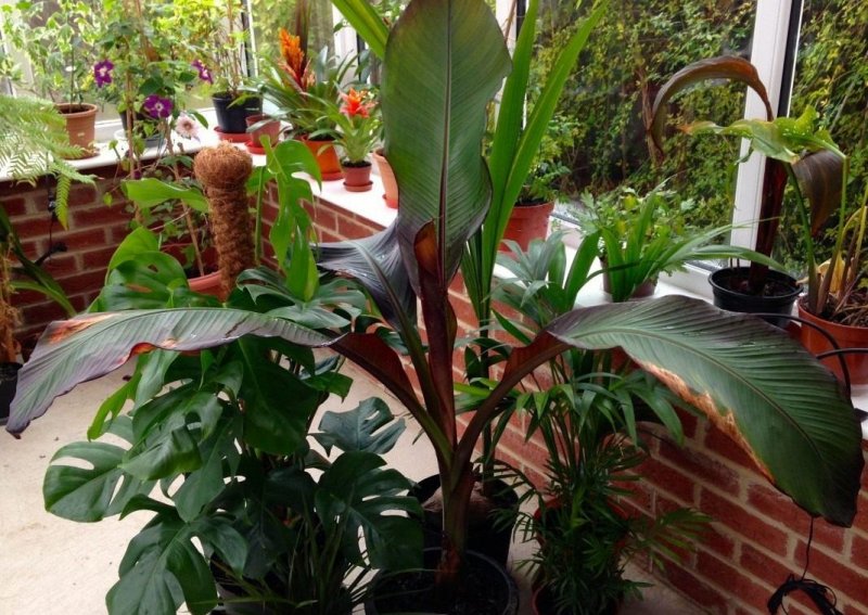 Ensete ventricosum 'Maurelii' -
