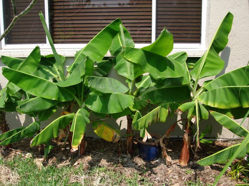 Musa Cavendish 'super Dwarf'