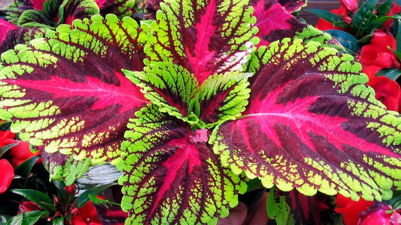 Колеус Red Croton