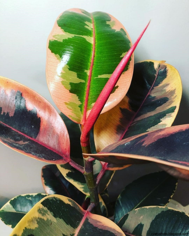 Фикус эластика (Ficus elastica)