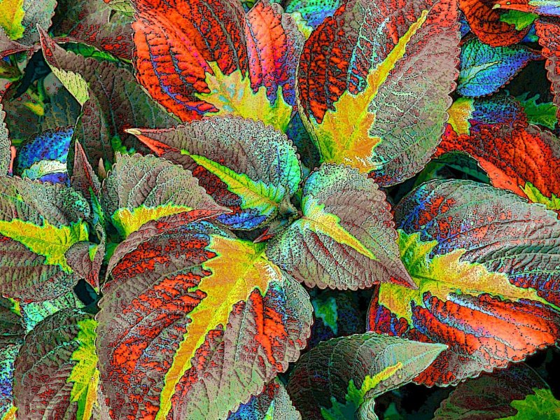 Колеус Red Croton