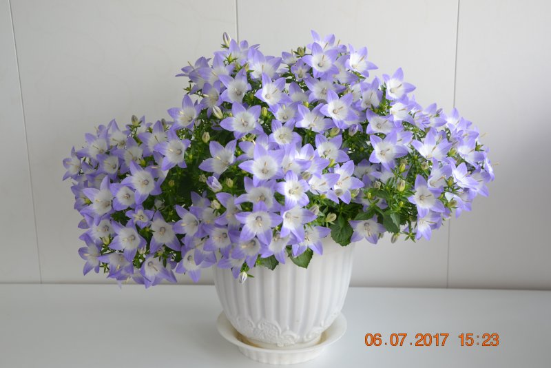 Кампанула Альба и Майя