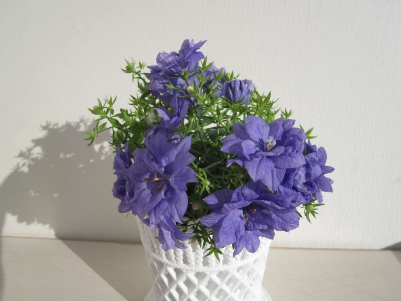 Кампанула Гарганико