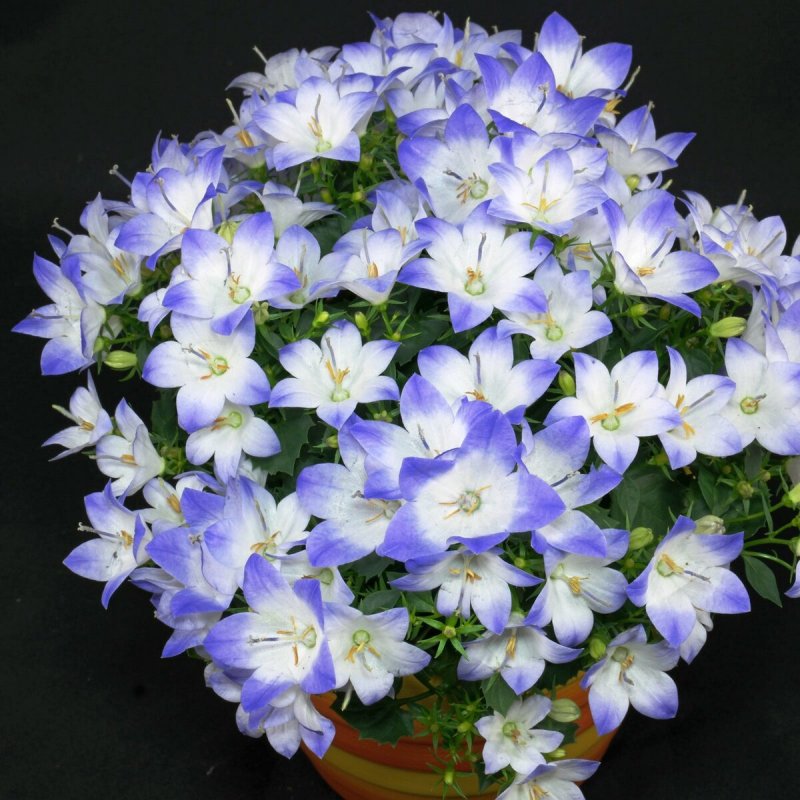 Кампанула Campanula