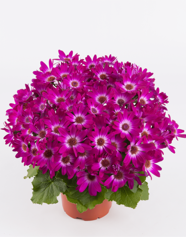 Цинерария Senetti Magenta