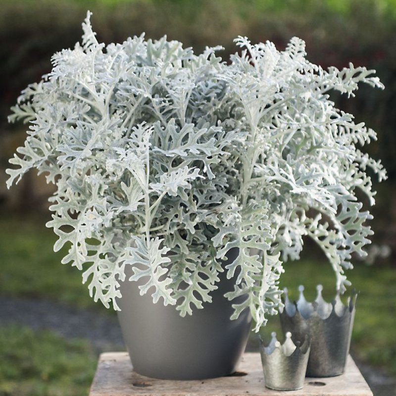 Цинерария Приморская (cineraria maritima) silverdust