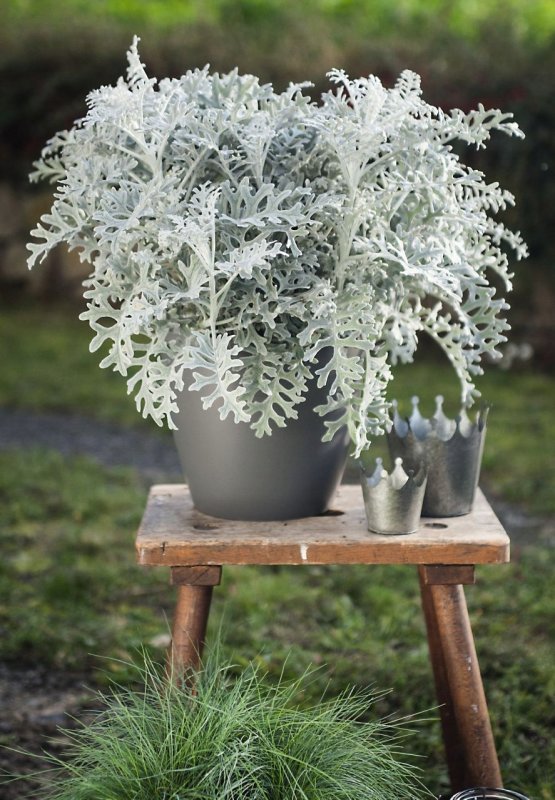Цинерария Приморская (Senecio cineraria)