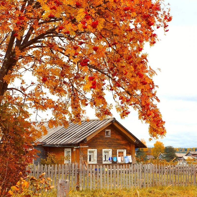 Рябина в деревне