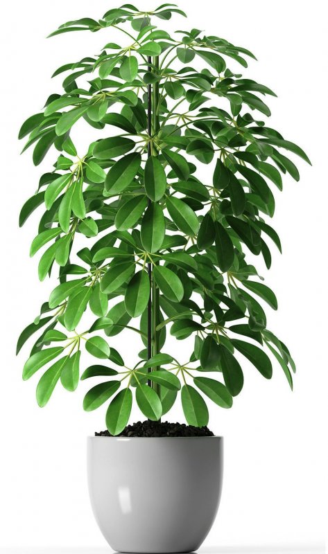 Шеффлера (Schéfflera)