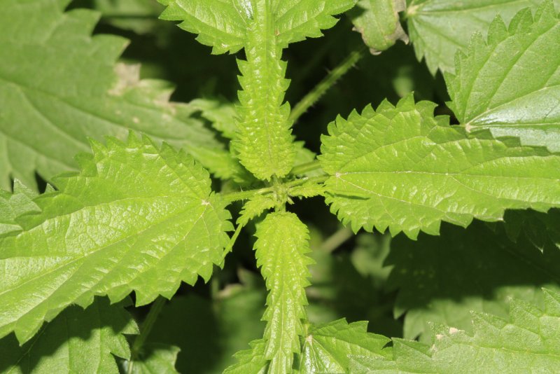Крапива двудомная (Urtica dioica l.)