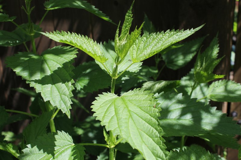 Urtica dioica (Nettle) Leaf extract