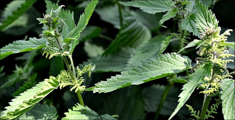 Крапива (Urtica dioica)