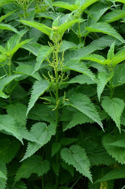Крапива двудомная (Urtica dioica l.)