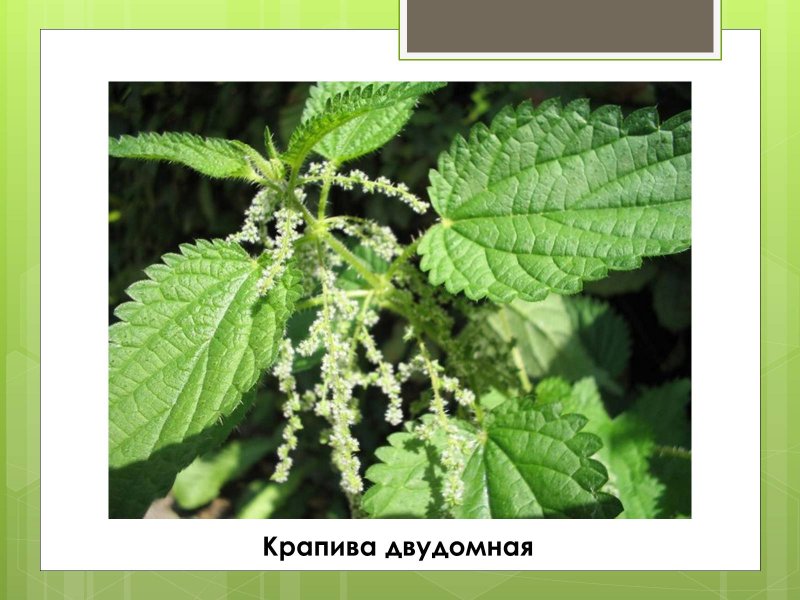 Крапива двудомная (URTICADIOICAL.)