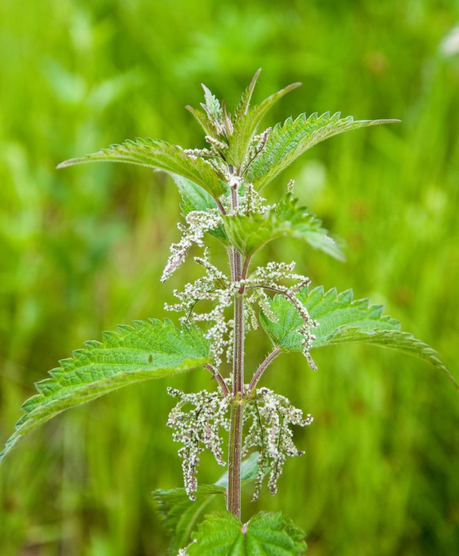 Urtica Australis