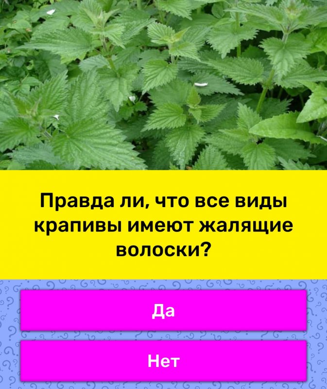 Крапива Элеонора