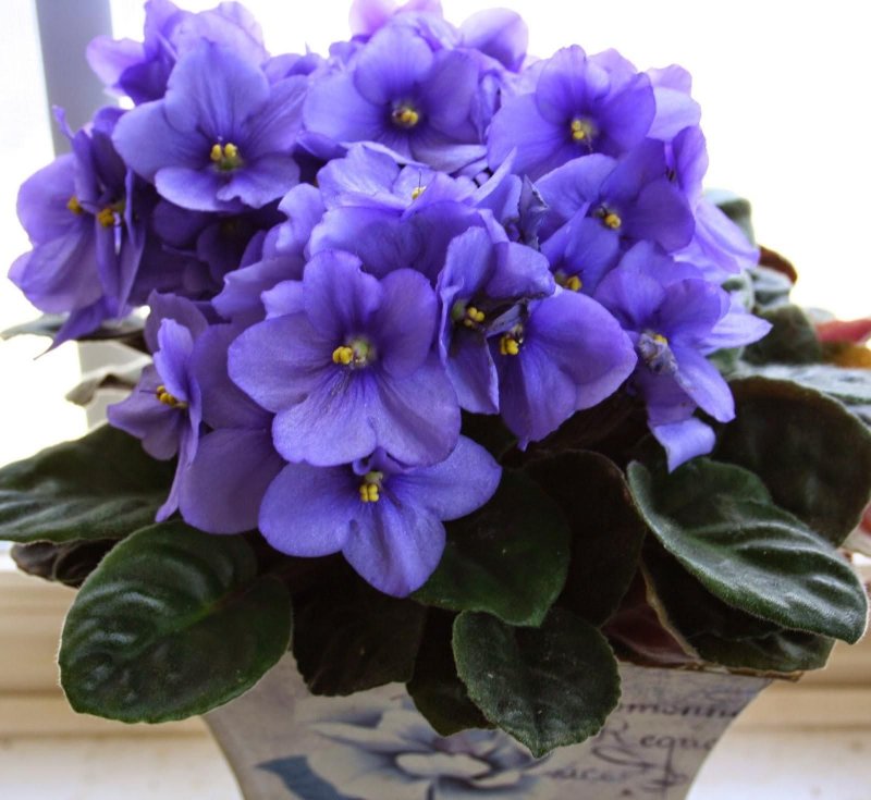 Фиалка African Violet