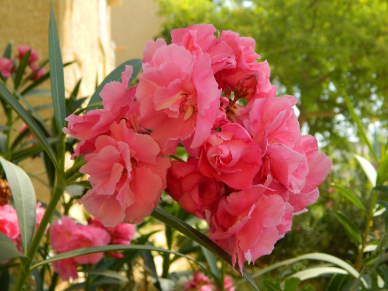 Double Pink Олеандр