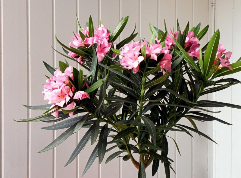 Nerium Oleander растение
