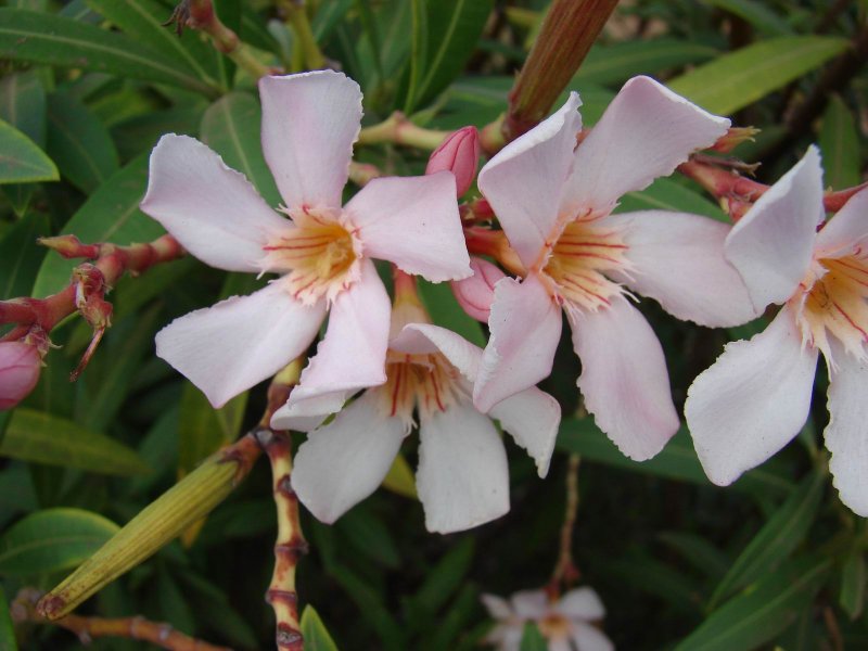 Олеандр обыкновенный (Nerium Oleander)