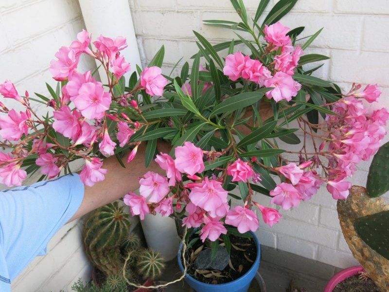 Nerium Oleander растение