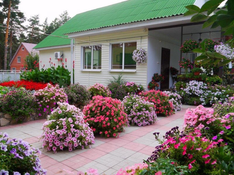 Петунии в ландшафте