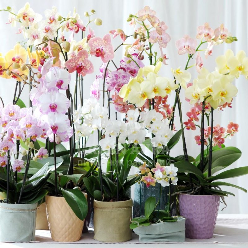 Variety Plants Орхидея
