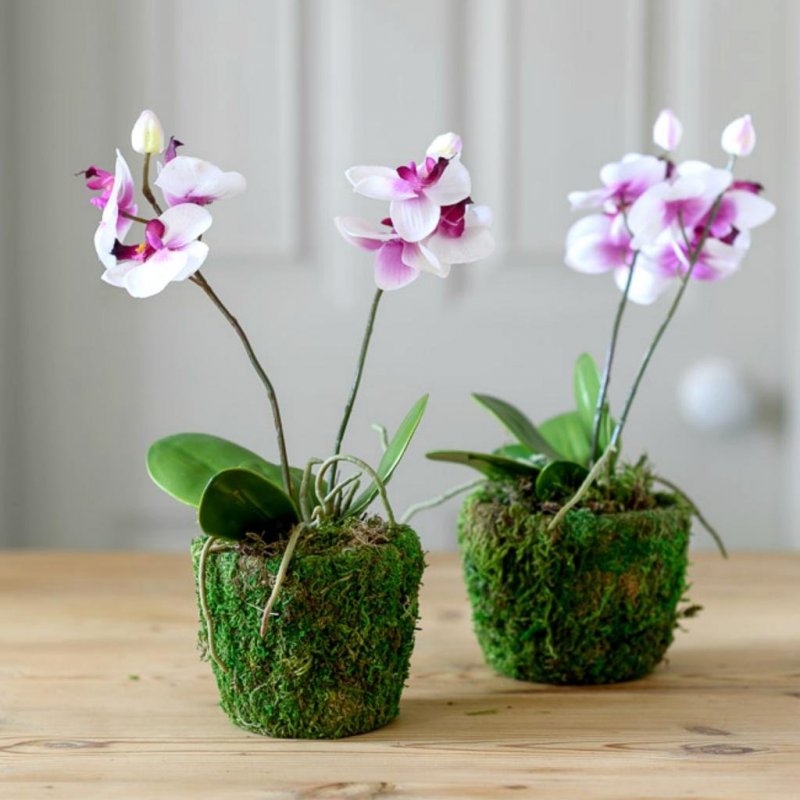 Калла Phalaenopsis
