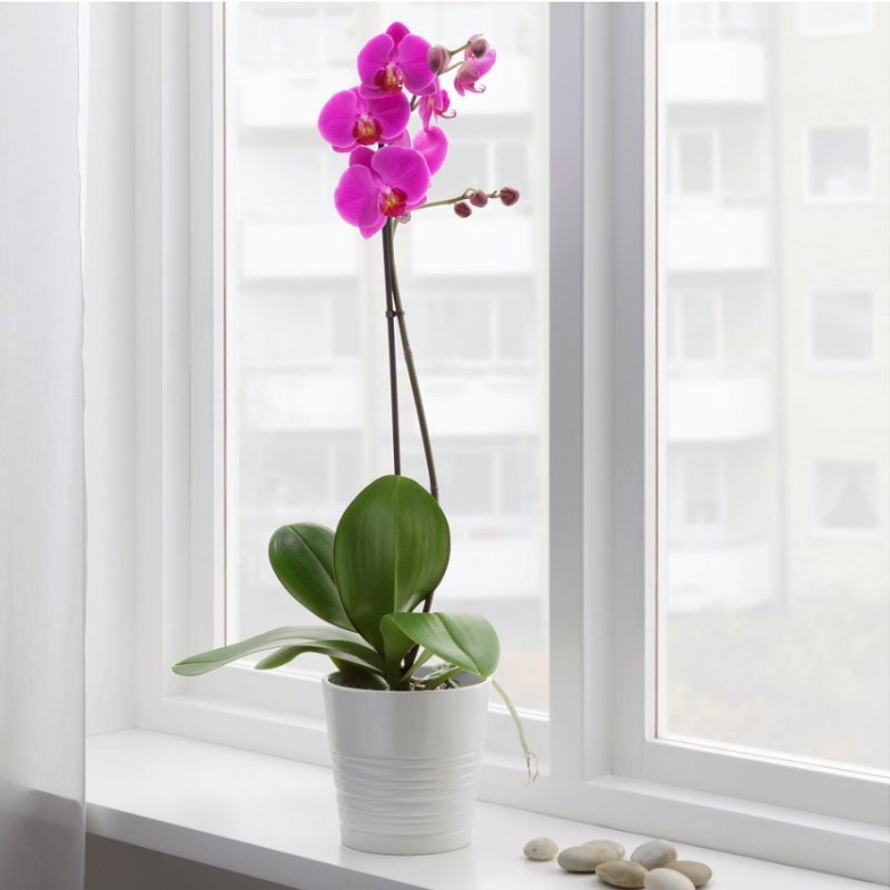 Scenza Plants Орхидея