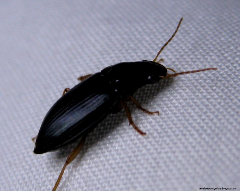 Таракан черный (Blatta orientalis)