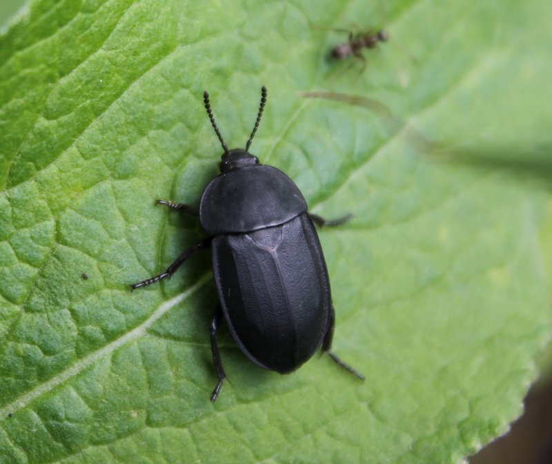 Aphthona violacea