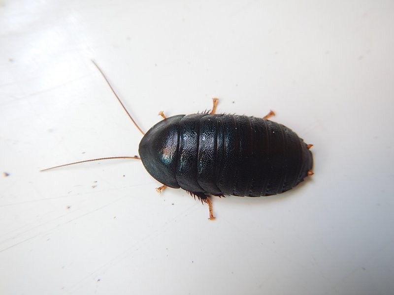 Blatta orientalis таракан