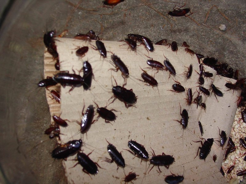 Blatta orientalis таракан