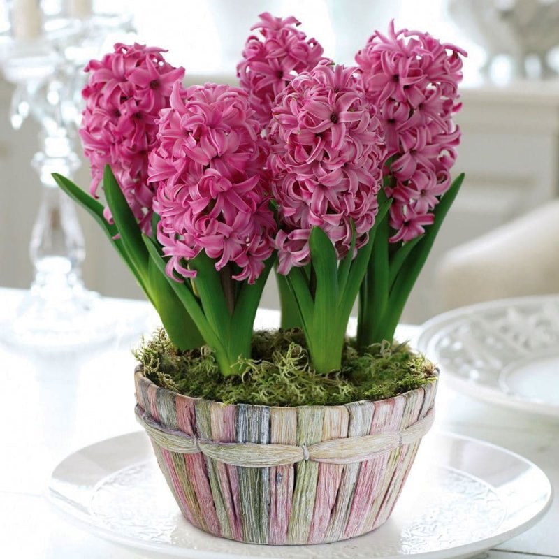 Гиацинт Pink Pearl