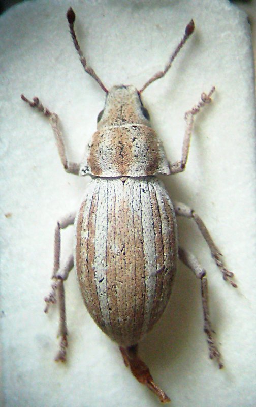 Phaedon armoraciae (Linnaeus, 1758)