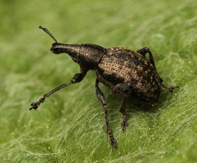 Oryzaephilus surinamensis