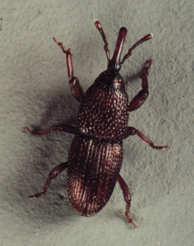 Sitophilus granarius