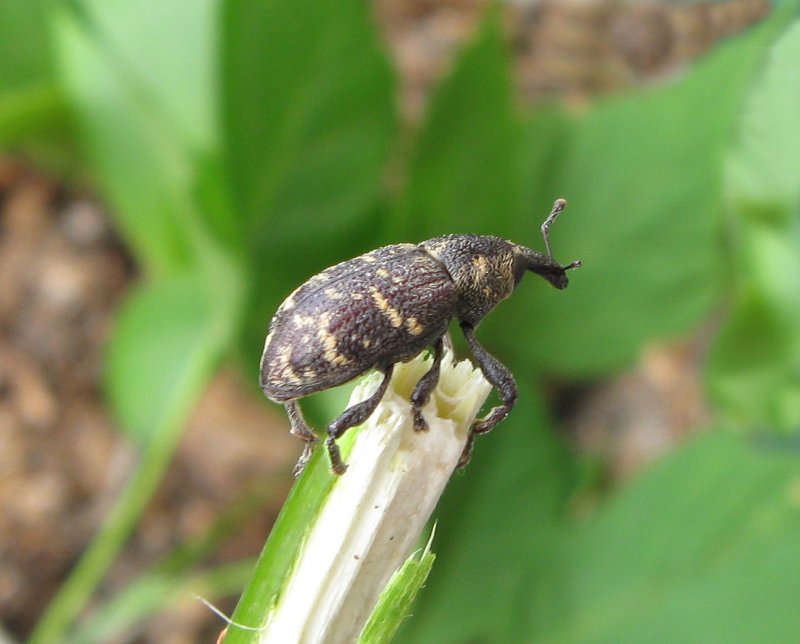 Trichoferus Campestris