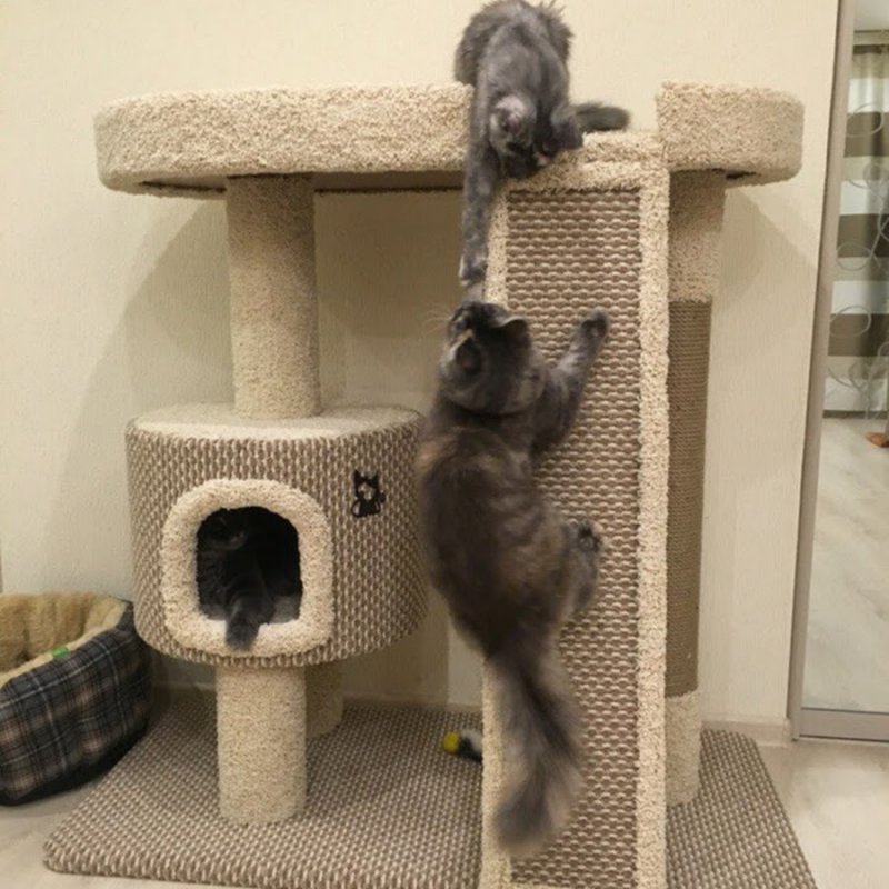 Кошкин дом для Мейн куна