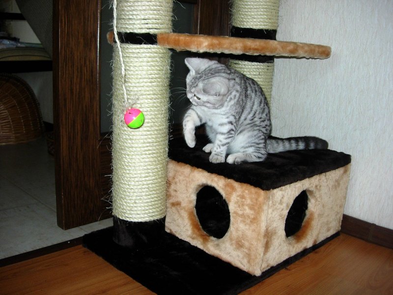 Самодельные домики для котят