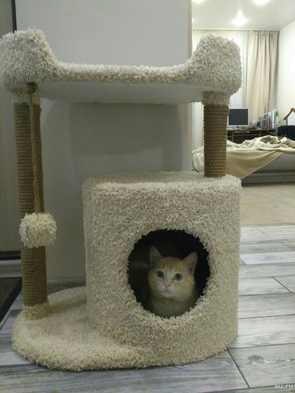 Кошачий домик