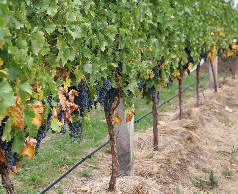 Vitis vinifera на шпалере