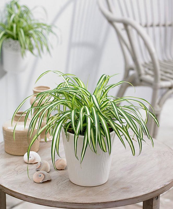 Хлорофитум крылатый (Chlorophytum amaniense)